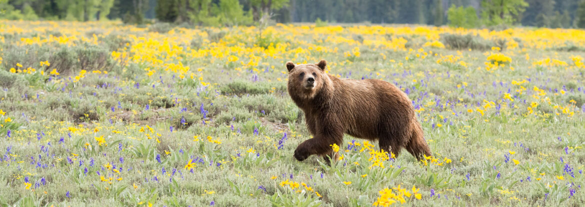Female Grizzly in Grand Teton National Park