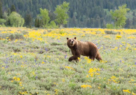 Female Grizzly in Grand Teton National Park