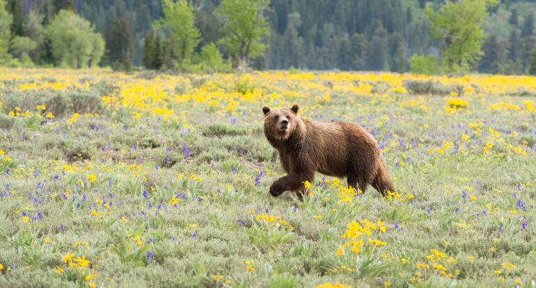 Female Grizzly in Grand Teton National Park