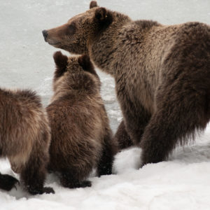Grizzly bear sow and cubs