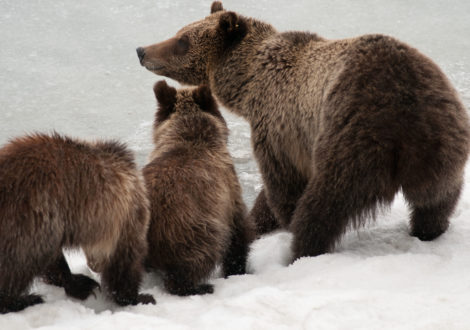 Grizzly bear sow and cubs