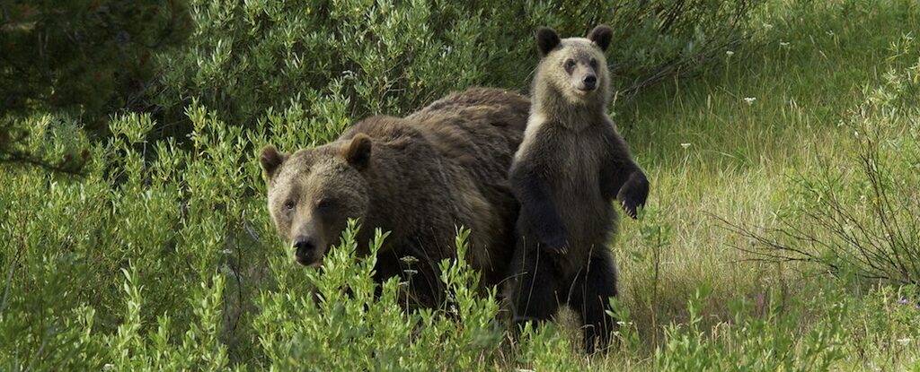 Momma Bear with cub, Grand Teton National Park