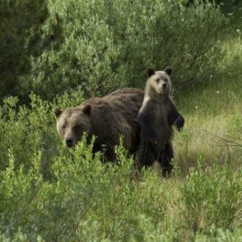 Momma Bear with cub, Grand Teton National Park