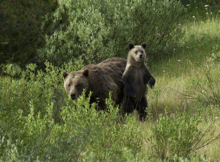 Momma Bear with cub, Grand Teton National Park