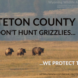Grizzlies hunting Teton County