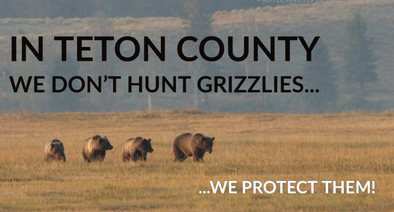 Grizzlies hunting Teton County