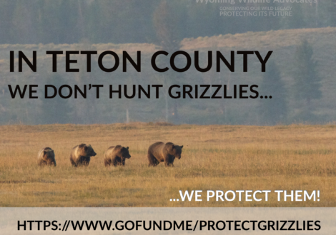 Grizzly bear, Teton County, Wyoming Wildlife Advocates campaign