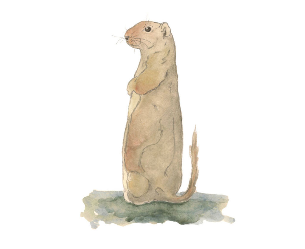 Uinta Ground Squirrel Illustration