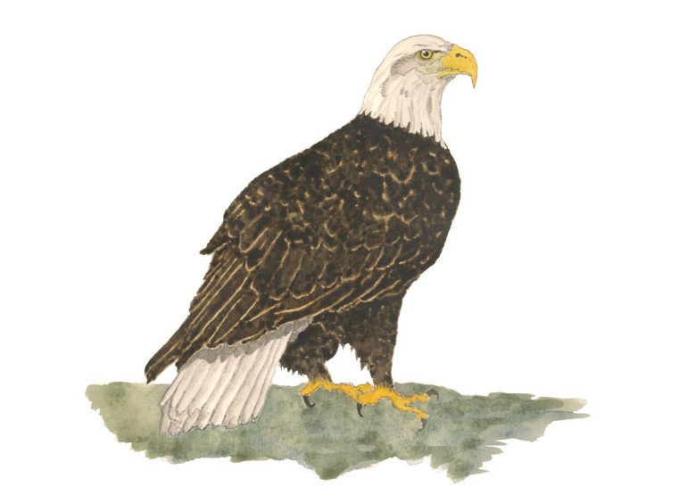 Bald Eagle Illustration