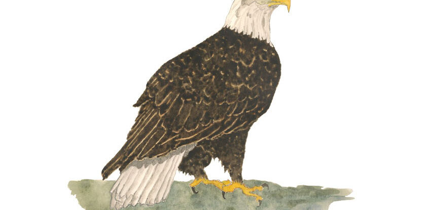 Bald Eagle Illustration