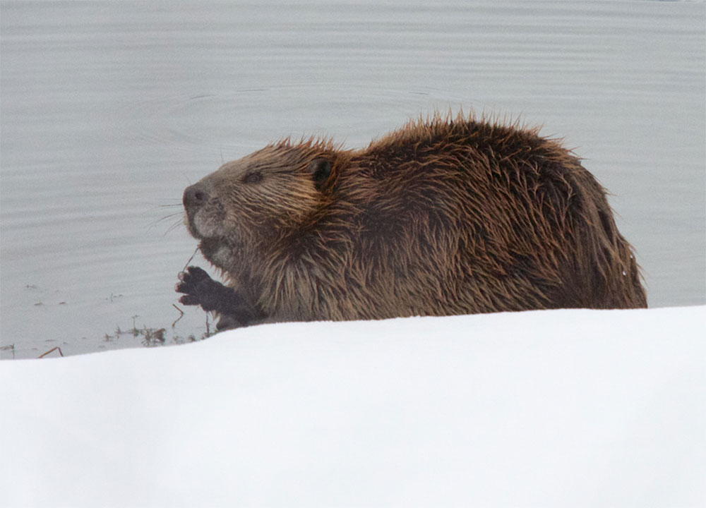 Beaver in Snow by Kent Nelson
