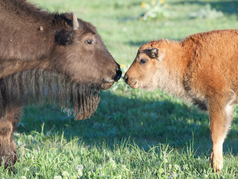 Bison & Calf by Kent Nelson