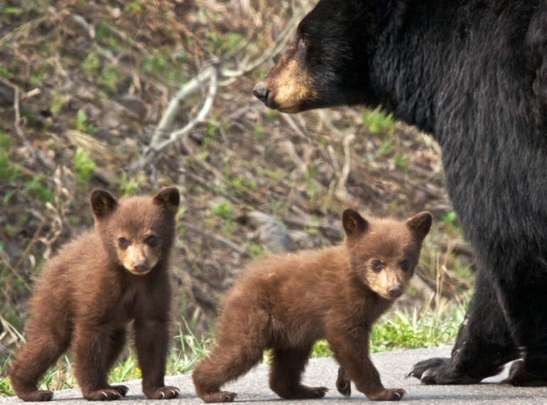 Black Bear & Cubs by Kent Nelson