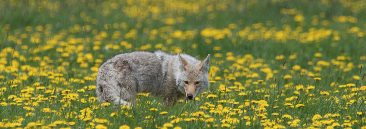 Coyote in Field