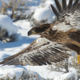 Golden Eagle by Kent Nelson