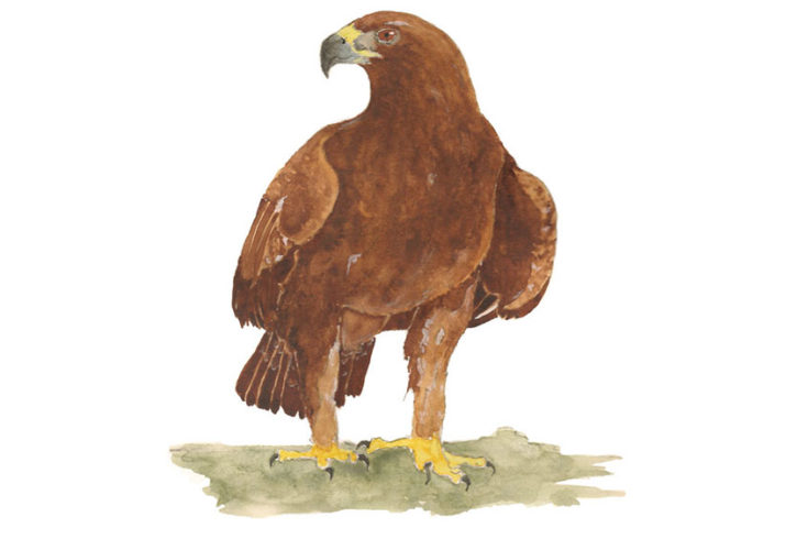 Golden Eagle Illustration