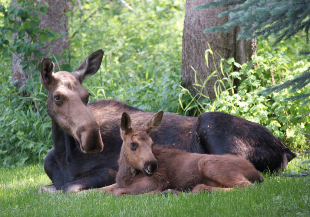 Moose & Calf by Kent Nelson