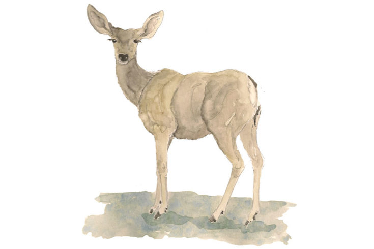 Mule Deer Illustration