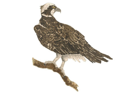 Osprey Illustration