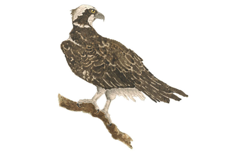 Osprey Illustration
