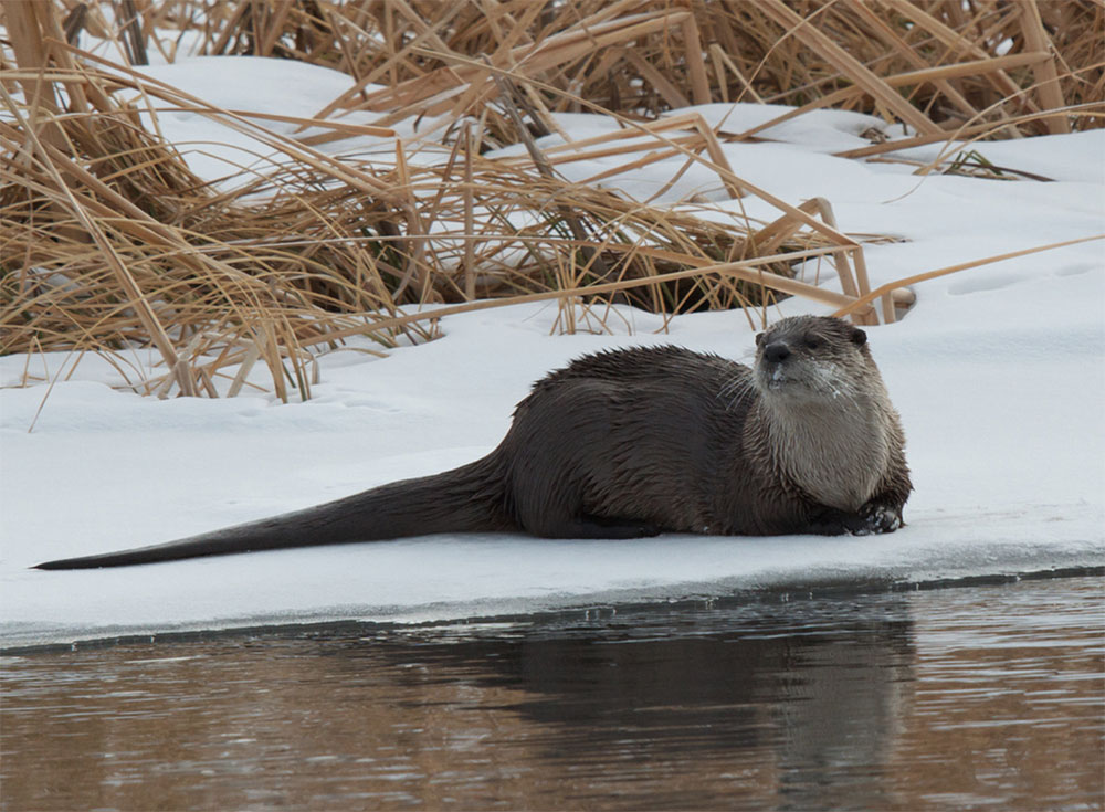 River Otter by Kent Nelson