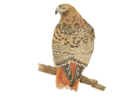 Red-Tailed Hawk Illustration