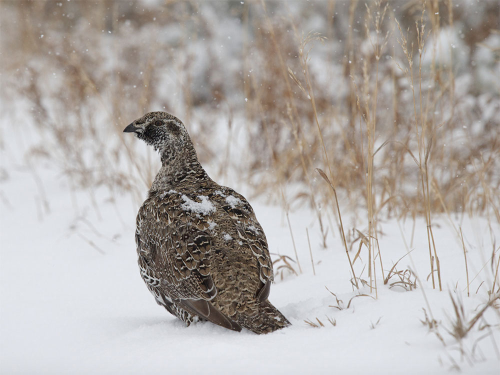 Sage Grouse by Kent Nelson