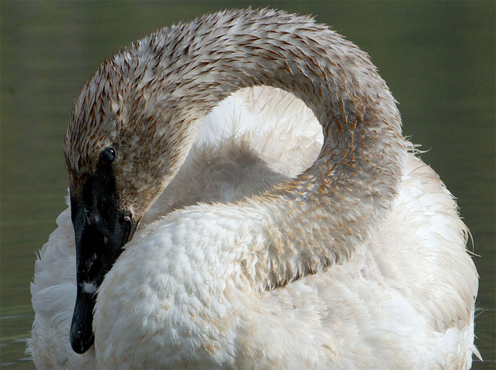 Trumpeter Swan by Kent Nelson