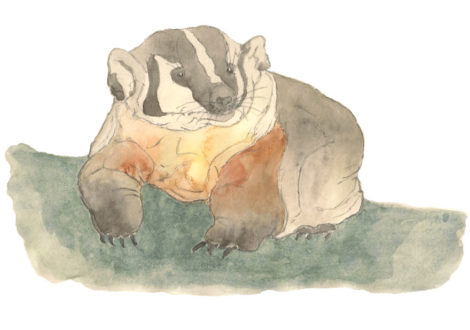 Badger Illustration