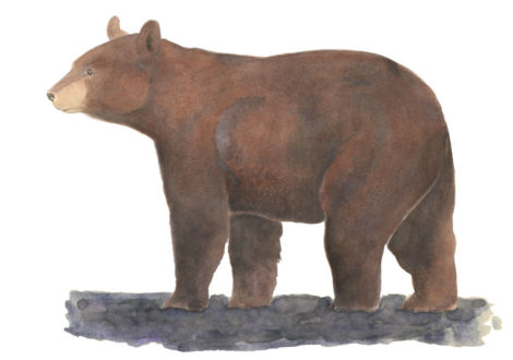 Black Bear Illustration
