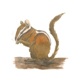 Chipmunk Illustration