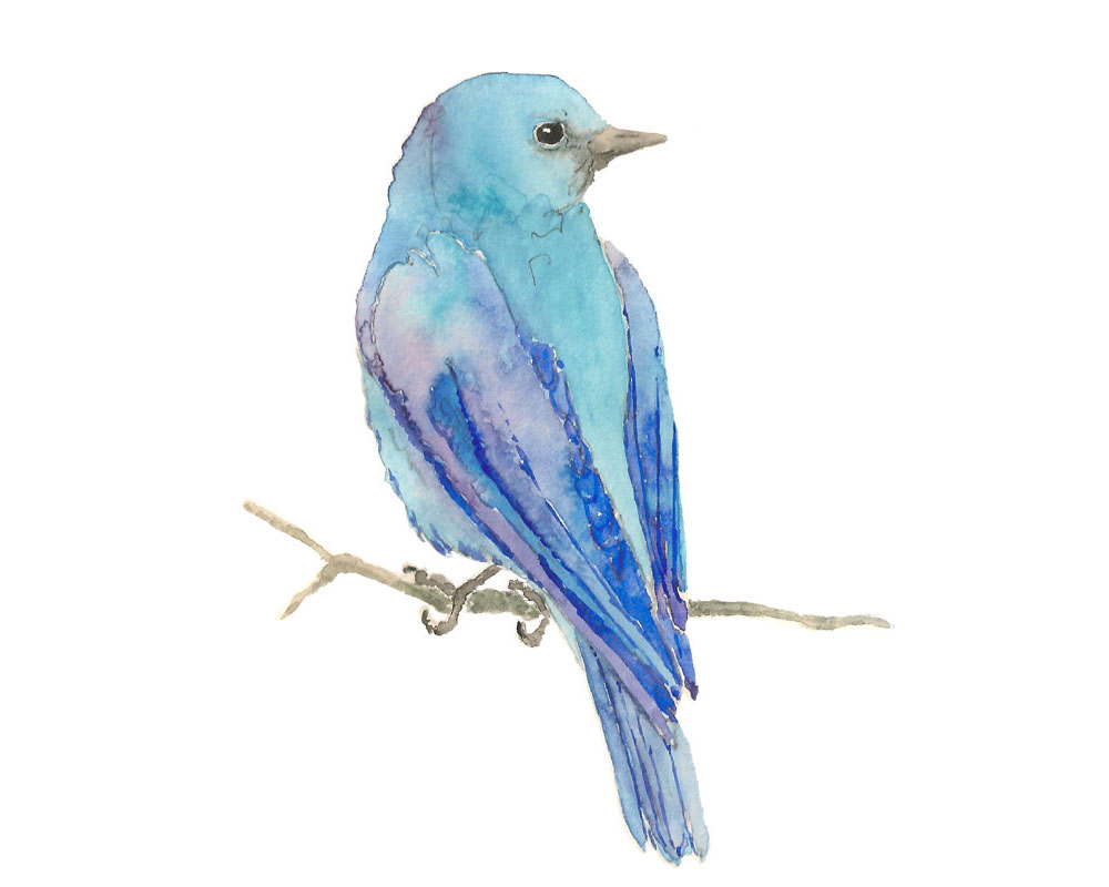 Mountain Bluebird Illustration