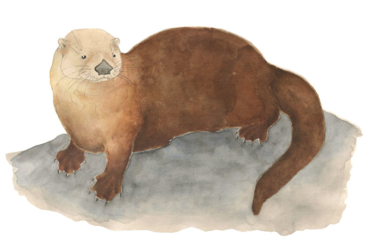 River Otter Illustration