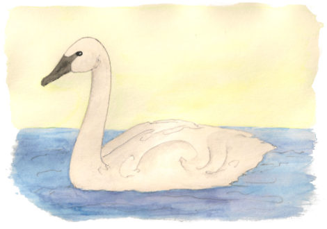 Trumpeter Swan Illustration