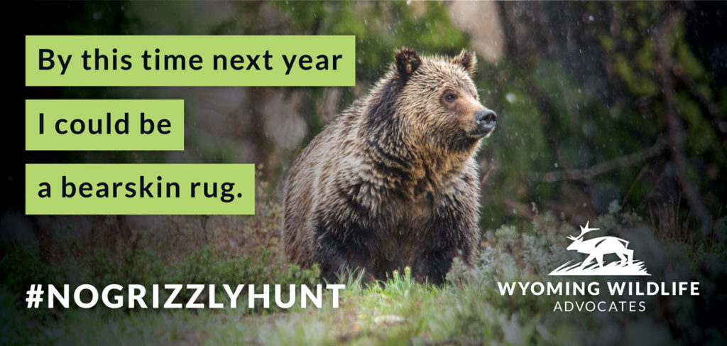 The billboard WWA put up in Cody, Wyoming to fight grizzly bear trophy hunting