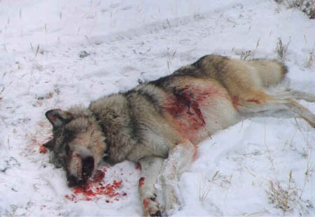 Dead wolf Palingate