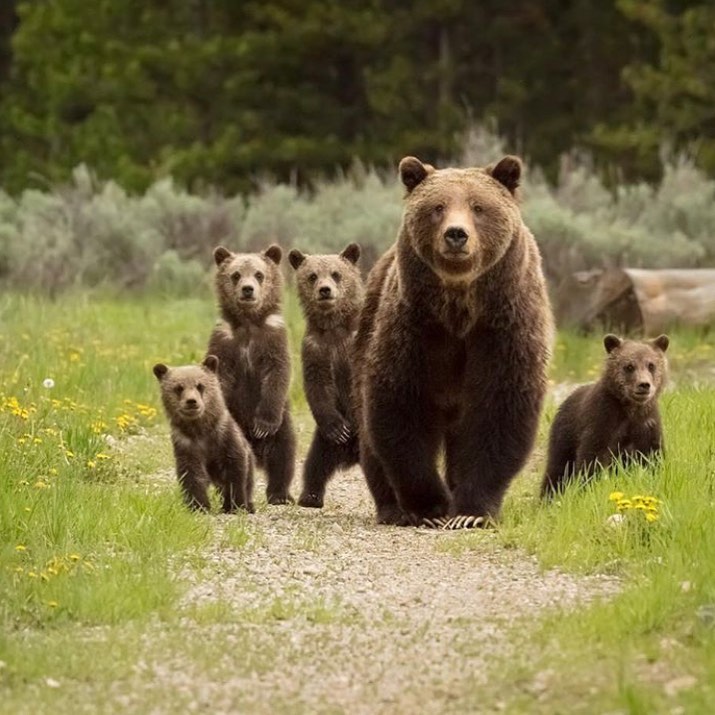 Grizzly 399 Travels Highlight the Need for Residents to Be Bear Aware Wyoming Wildlife Advocates