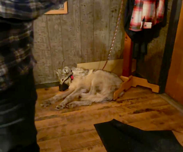A wolf lies suffering with a muzzle on his mouth and a leash around his neck on the floor of a bar